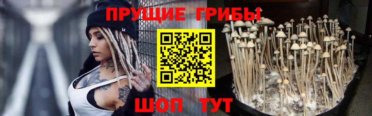 Псилоцибиновые грибы Psilocybine cubensis  Вход с VPN  Галлюциногенные грибы Cubensis  Россия 